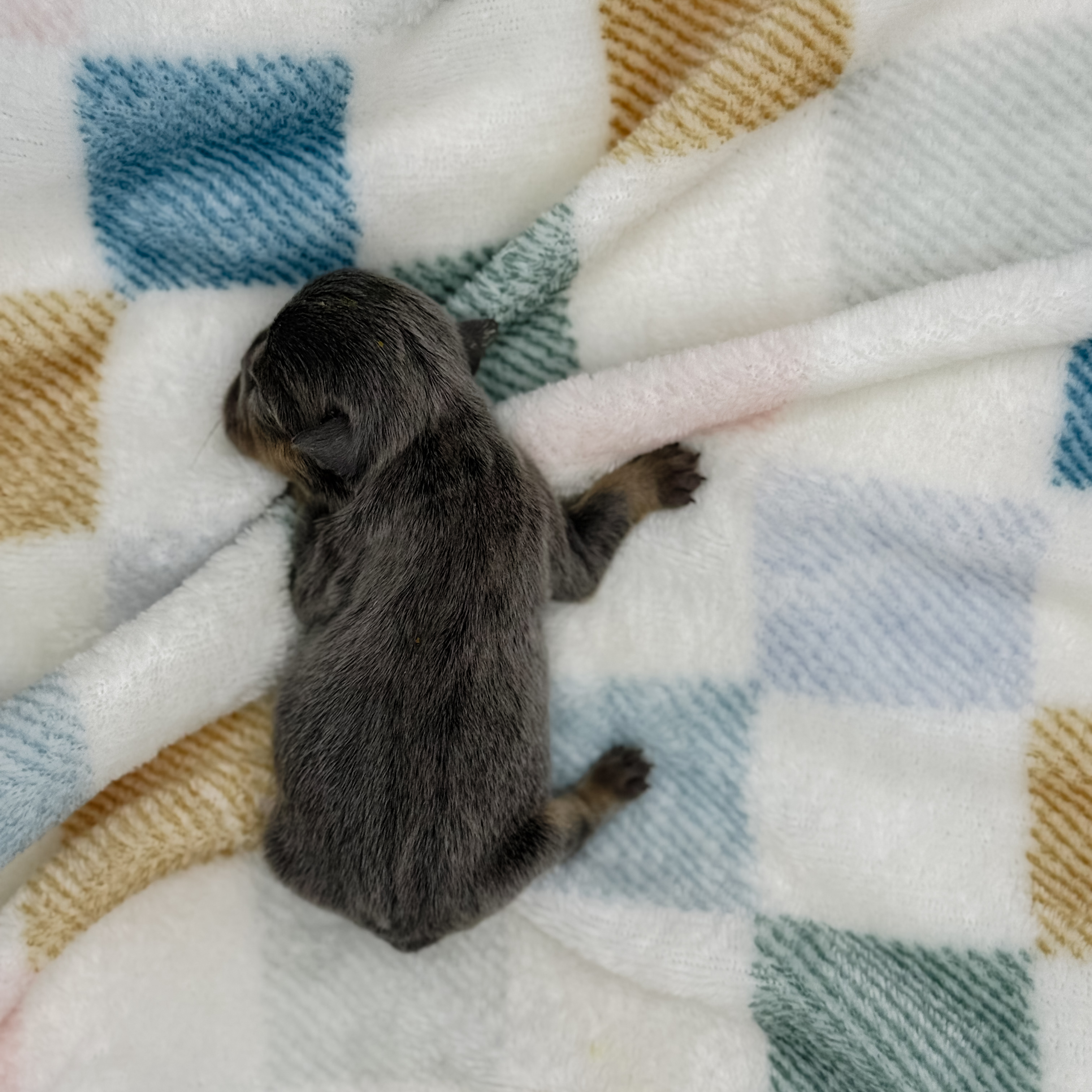 Runtz - Our Little Angel King